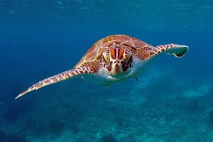 WWF - Sea Turtle Bonaire - WNF - Casper Douma